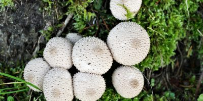 Pýchavka obrovská: Zkuste tyto 3 lahodné recepty 1 mushrooms 2823325 1920